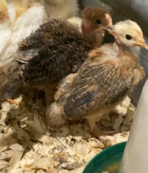 Transylvanian Naked Neck Turken Hatching Eggs Npip Certified