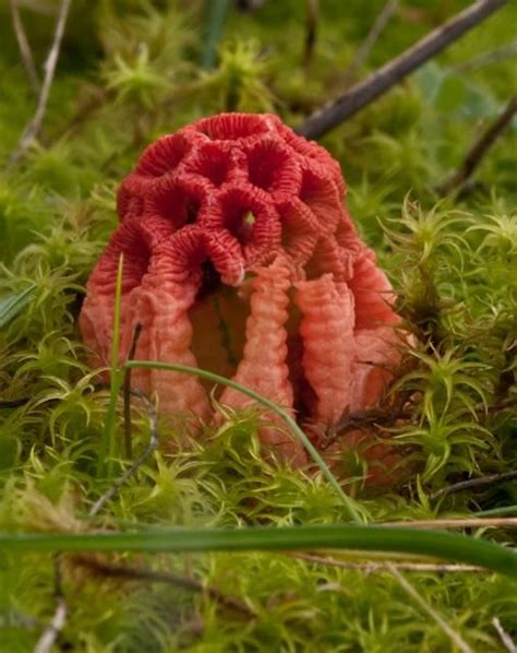 1000+ images about shrooms, slime mold, lichen, etc. on Pinterest | Cauliflower mushroom, Cap d ...