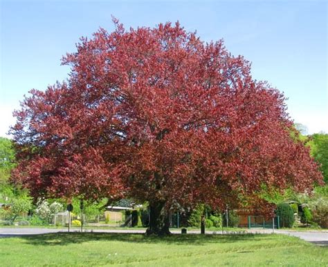 5 Types Of Beech Trees Beech Tree Shade Trees Front Yard Landscaping