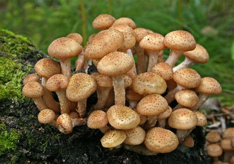 Съедобные грибы опята