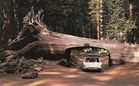 Redwood National And State Parks Redwood Forest Redwood Forest California