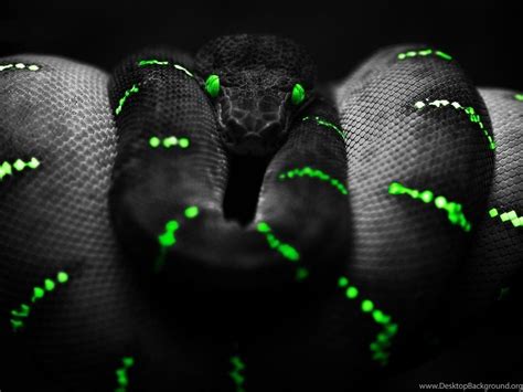 Razer Snake Wallpapers Desktop Background