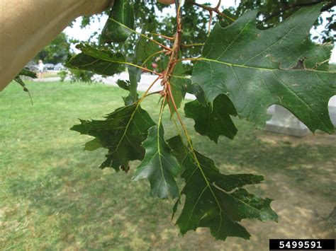 Northern Red Oak Quercus Rubra