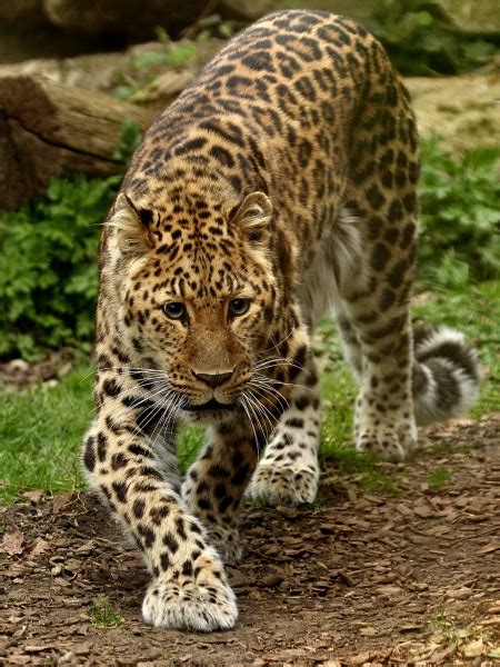Amur Leopard Conservation Archives Wildcats Conservation Alliance