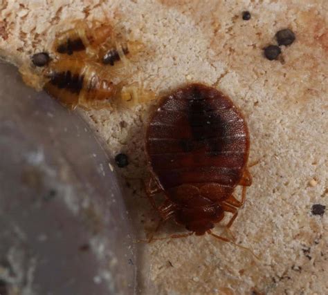 The common feature of all those hiding places is they are all away from human eyes. Unusual Method on How to Get Rid of Bed Bugs Without ...