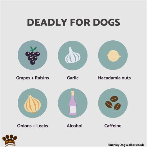 Toxic And Deadly Foods For Dogs Finchley Dog Walker