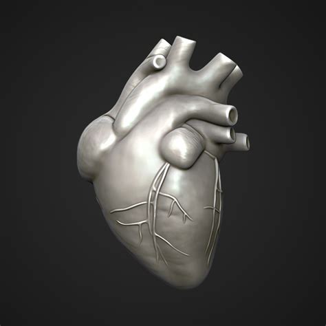 3d Heart Turbosquid 1551372