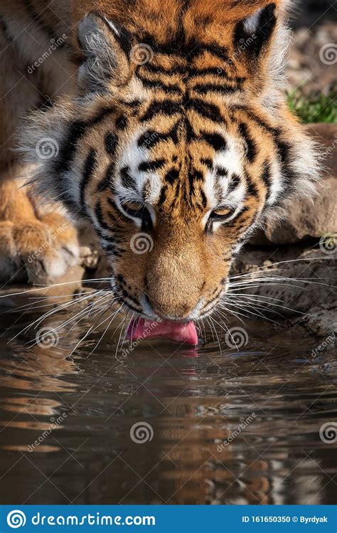 Tiger Male Drinking Water Stock Photo Image Of Mirror