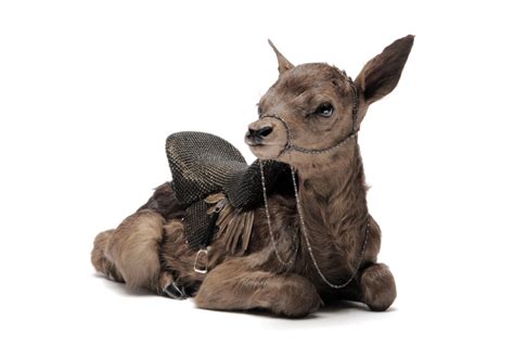 The Taxidermy Of Modern Times
