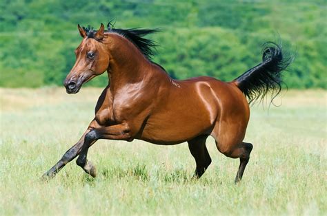 20 Most Popular Horse Breeds In The World