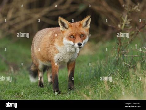 A Magnificent Wild Red Fox Vulpes Vulpes Emerging From Its Den At