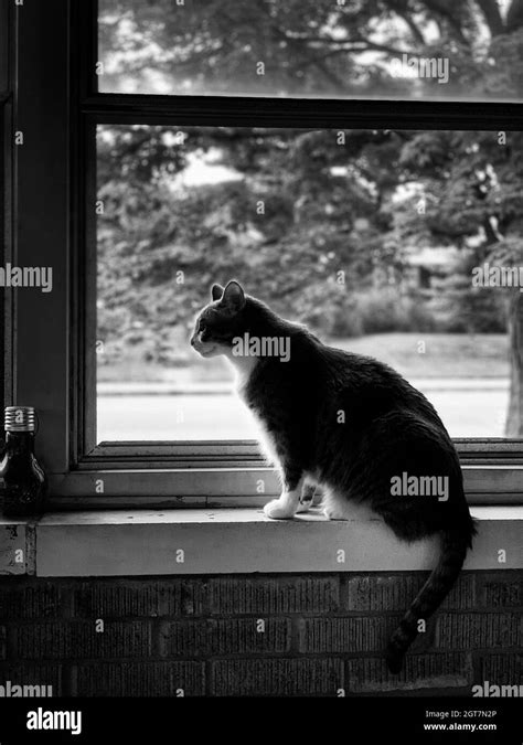 Cat Looking Through Window Stock Photo Alamy
