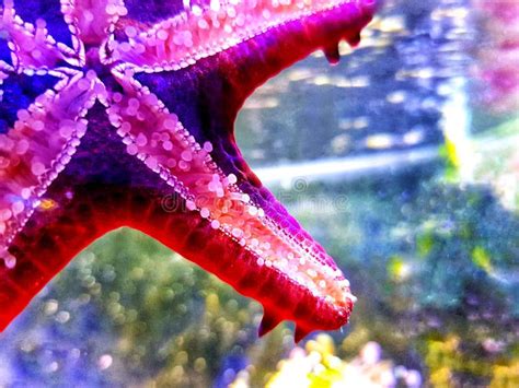 Red Knob Sea Star Protoreaster Linckii Stock Photo Image Of African