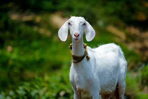 50 Amazing Goat Photos · Pexels · Free Stock Photos