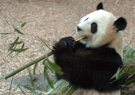 Double Delight Giant Panda Gives Birth To Twins At Atlanta Zoo