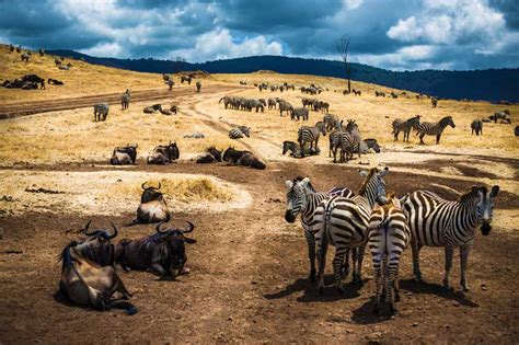 Serengeti Migration Safari 2023 Serengeti Trips Tanzania