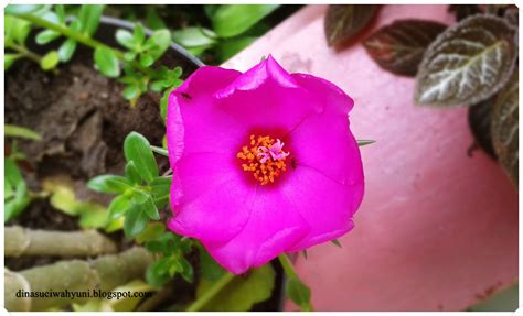 Kecantikannya membuat tumbuhan ini banyak dibeli sebagai koleksi, tapi akhirnya malah membuat beberapa jenis dari tumbuhan ini menjadi langka. JENIS DAN NAMA - NAMA BUNGA (TANAMAN HIAS " BUNGA CANTIK ...