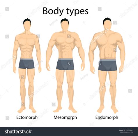 Men Body Types Diagram With Three Somatotypes Vector Stock Vector Image