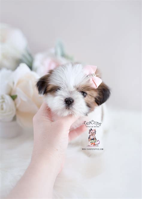 Shih Tzu Puppies By Teacups Teacup Puppies And Boutique