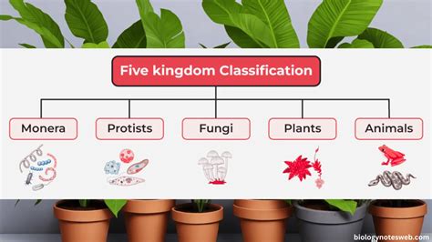 An Overview On The Five Kingdom Classification In Detail