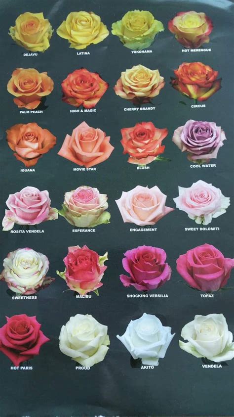 Tipos De Rosas Flower Chart Flower Meanings Rose Color Meanings