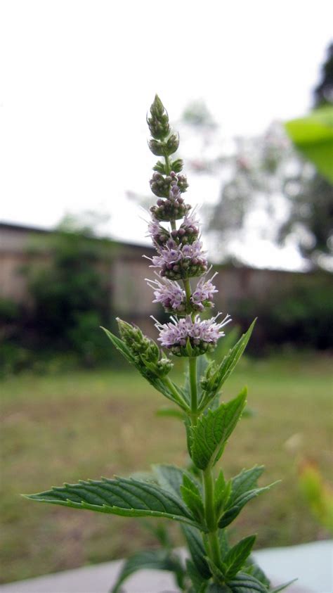 Check spelling or type a new query. Plant Photography: Mint Flower Spike