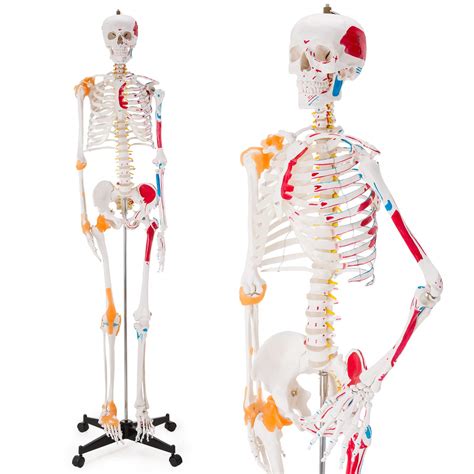 Buy Ultrassist Human Skeleton Model Life Size Anatomical Skeleton