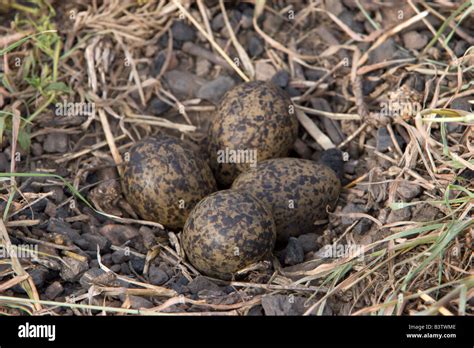 Bird Eggs Nest Ground Bird Uganda Stock Photo Alamy
