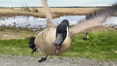 Goose Attack