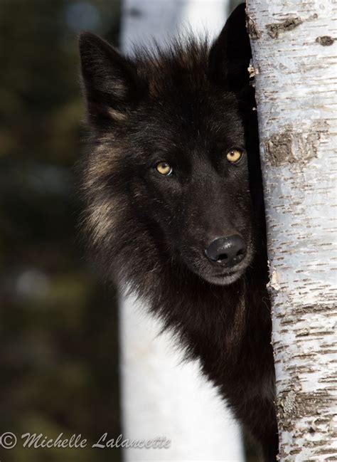 1000 Ideas About Black Wolves On Pinterest Wolves Gray Wolf And