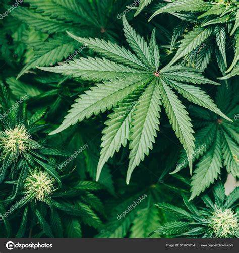 Cannabis Indica Bladeren Terpenen En Marihuana Rassen Cbd En ⬇