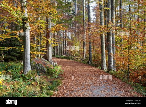 Autumn Autumn Beech Forest Sunny Fall Day Fagus Sylvatica Beech