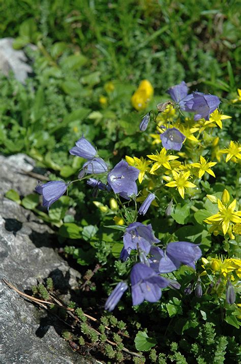 Creeping Bellflower Campanula Cochleariifolia In Ajax Ontario On