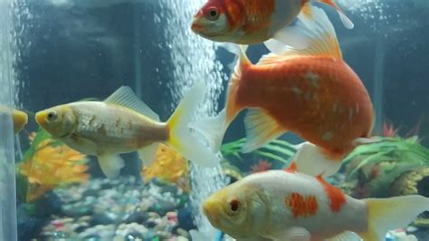 My Goldfish And Glofish Babies Youtube