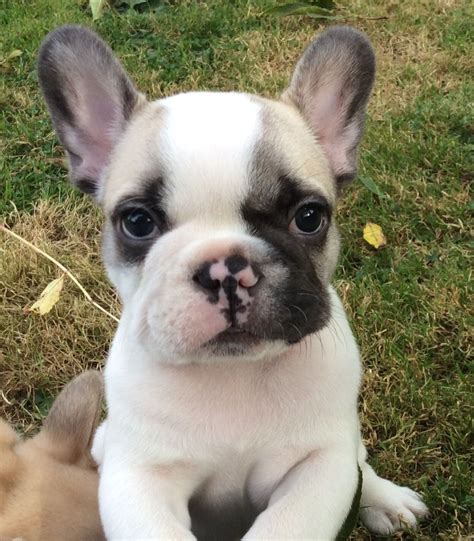 Up to date on shots and dewormer, is vet checked. Beautiful fawn pied French bulldog puppy! | Spilsby ...