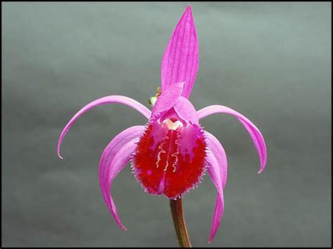 The shops at la cantera. Pleione Species Gallery I-Z - The Pleione Website