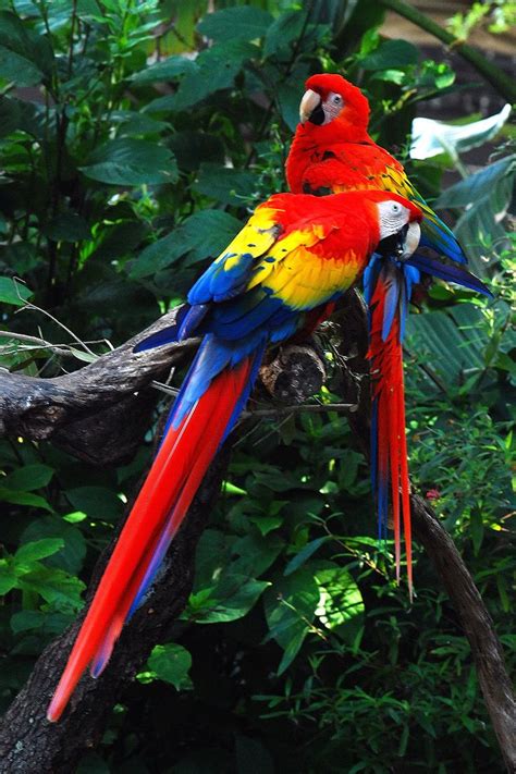 The Scarlet Macaw Ara Macao Is A Large Colorful Macaw Rainforest