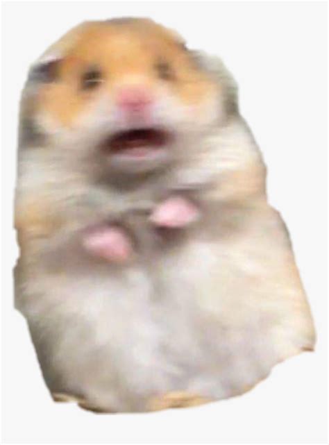 Hamster Meme Freakout Freaking Hamstermeme Hd Png Download