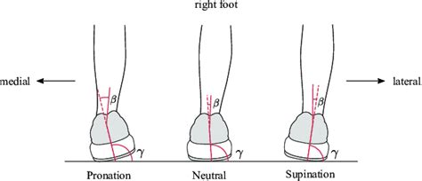 Visualization Of Pronation Neutral Running Style And Supination í