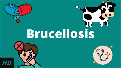 Brucellosis Causes Signs And Symptoms Diagnosis And Treatment Youtube