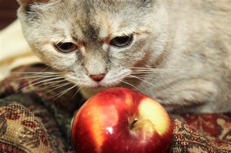 Please render any other recommendations you may have. Homemade Diet for Cats With Kidney Failure (with Pictures ...
