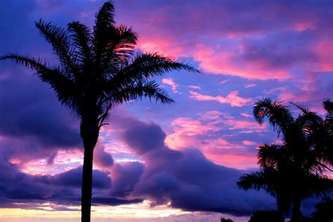 Purple Silhouetted Palm Tree Sunset Img30585960fused B Flickr