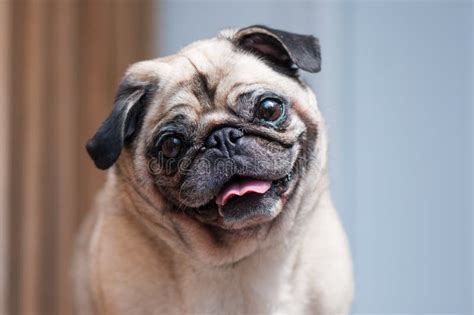 Pug Looking At Camera Tilted Head Smiling Stock Image Image Of