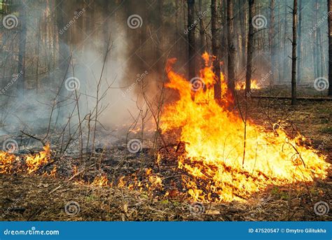 Intensive Of Ground Forest Fire In Pine Stand Stock Image Image Of