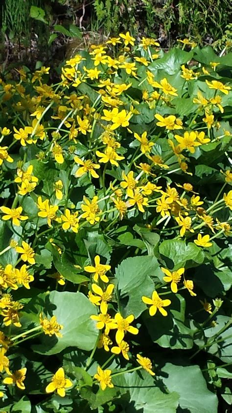 Woodland Plant Drooping Yellow Flowers