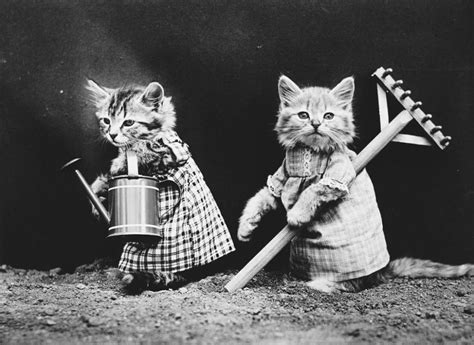 Cats And Dogs Dressed As People 1910s Monovisions