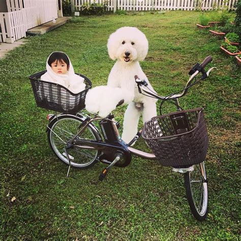 Adorable 1 Year Old Girl And Giant Poodle Are Inseparable Friends