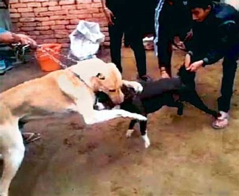Vile Dog Fights Come To Delhi Illegal Bloodsport Sweeps The Capital As