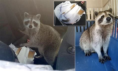 Pregnant Raccoon Breaks Into A Convertible And Gives Birth Daily Mail