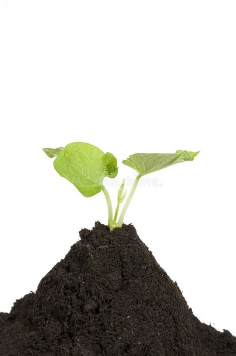 A Little Fresh Green Plant Growing On The Soil Stock Photo Image Of